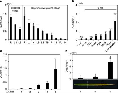 Rice ETHYLENE RESPONSE FACTOR 101 Promotes Leaf Senescence Through Jasmonic Acid-Mediated Regulation of OsNAP and OsMYC2